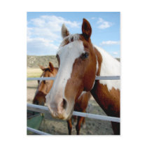 Blaze Face postcards