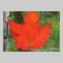 Blaze Maple posters