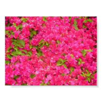Blazing Boganvia Blush posters by stardustdeep Blazing Boganvia Blush posters