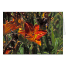 Blazing Lily Card