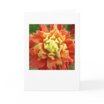 Blazing Spring Flower cards by ZeroToTwenty Blazing Spring Flower cards