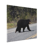 BLCR Bear Crossing Canvas Prints