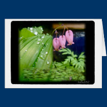 Bleeding Heart, Blank Card cards