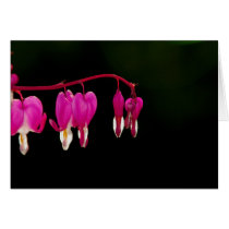 Bleeding-heart cards