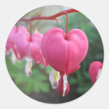 Bleeding Heart (Dicentra) Sticker