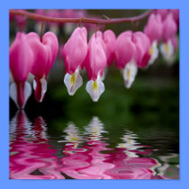bleeding heart flower posters