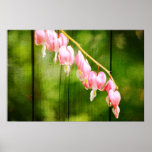 Bleeding Heart Flowers Posters