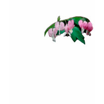 Bleeding Heart Flowers t-shirts