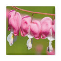 Bleeding Heart Magnet