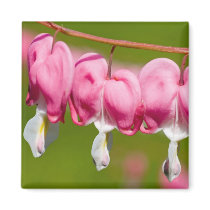 Bleeding Heart Magnet