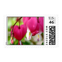 Bleeding Heart Postage Stamp