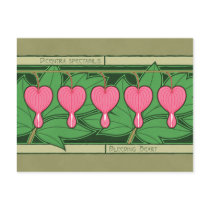Bleeding Heart Postcard postcards