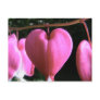 bleeding heart post card