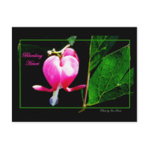 Bleeding Heart postcards