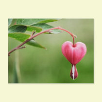 Bleeding Heart postcards