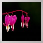 Bleeding-heart Poster