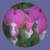 Bleeding Heart stickers
