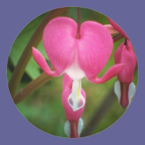 Bleeding Heart stickers