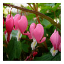 Bleeding Hearts a Dancin' posters by swtiff Bleeding Hearts a Dancin' posters