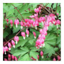 Bleeding Hearts Bouquet Poster print
