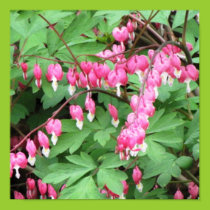 Bleeding Hearts Bouquet Poster posters