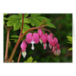 Bleeding Hearts Cards