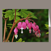 Bleeding Hearts cards