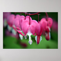 Bleeding Hearts (Dicentra) print posters