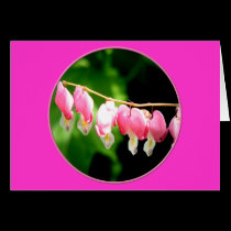 Bleeding Hearts flower cards