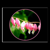 Bleeding Hearts flower postcards
