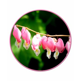 Bleeding Hearts flower