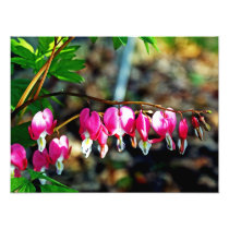 Bleeding Hearts Flowers Photo