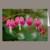 Bleeding Hearts cards