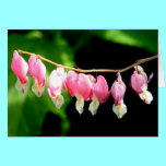 Bleeding Hearts cards