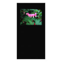 Bleeding Hearts. Pink Flowers. Photo Greeting Card