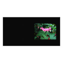 Bleeding Hearts. Pink Flowers. Photo Card Template