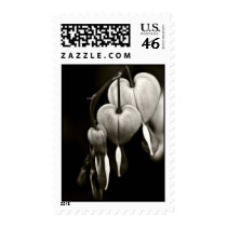 Bleeding Hearts Postage stamps (black and white) stamps