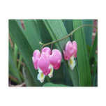 Bleeding Hearts Postcards