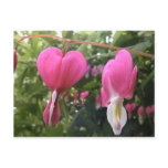 bleeding hearts post cards