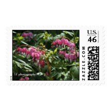 Bleeding Hearts WM Postage