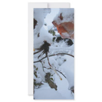 Bleeding Roses rack cards