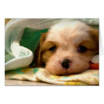 Blenheim puppy under blanket greeting cards