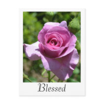 Blessings Rose Postcard