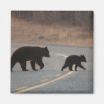 BLHI Black Bears on Highway Fridge Magnet