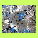 Blissful Blossoms Poster posters