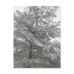 Blizzard Conditions Post Card
