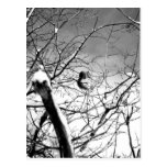 Blizzard Squirrel B+W Post Cards