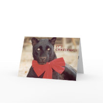 Blk Leopard holiday bow cards by rescue_ranch Blk Leopard holiday bow cards