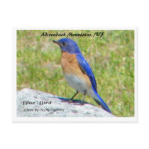 Bllue Bird, Adirondack Mountains, NY Postcard