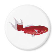 Bloch goldfish magnet
